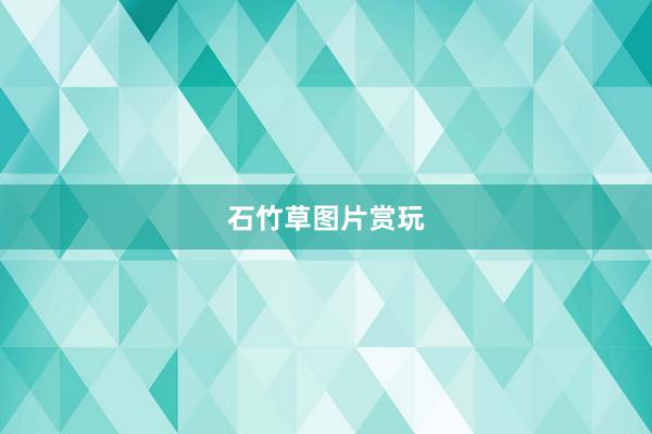 石竹草图片赏玩